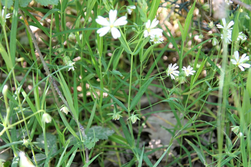 Stellaria holostea?